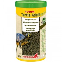 Turtle Adult Nature